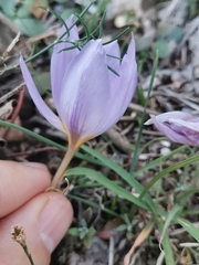 Crocus thomasii