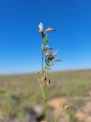Oenothera cinerea
