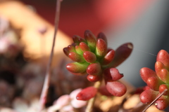 Sedum × rubrotinctum