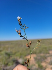 Oenothera cinerea