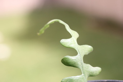 Disocactus anguliger