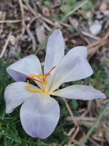 Crocus thomasii, photograph 6