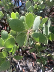 Arctostaphylos viscida mariposa