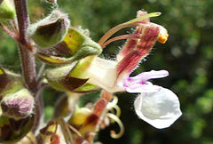 Teucrium flavum