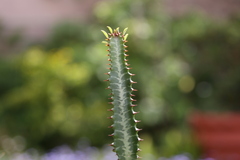 Euphorbia trigona