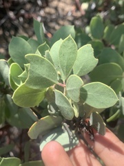 Arctostaphylos viscida mariposa