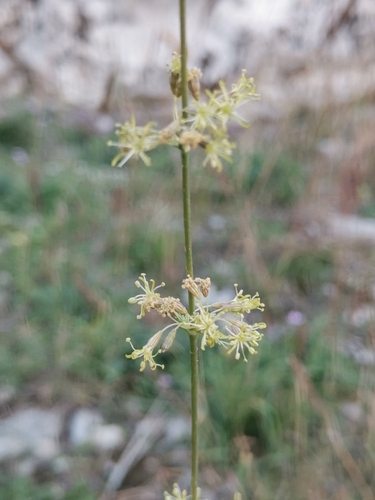 silenka uškatá (Silene otites)