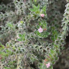 Echium italicum biebersteinii