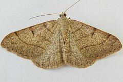 Digrammia muscariata