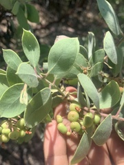 Arctostaphylos viscida mariposa