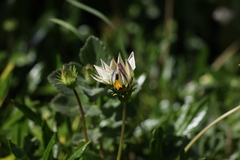 Gazania