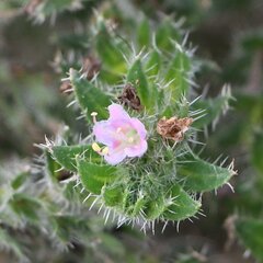 Echium italicum biebersteinii