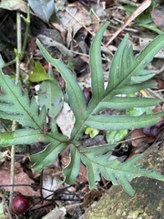 Pleopeltis pleopeltifolia