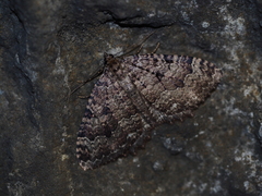 Triphosa dubitata