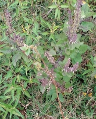 Ocimum tenuiflorum