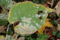 Erysiphe cruciferarum