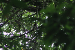 Psarocolius angustifrons