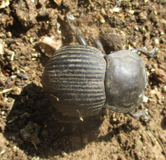 Gonopus