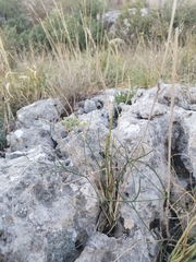 Cyathoselinum tomentosum