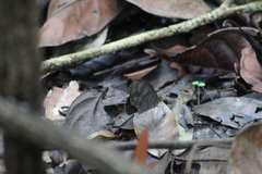 Pseudodebis marpessa