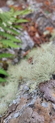 Ramalina intermedia