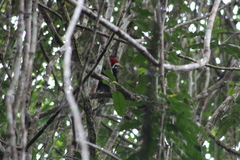 Campephilus melanoleucos