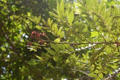 Lonchocarpus rugosus