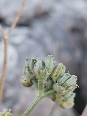 Cyathoselinum tomentosum
