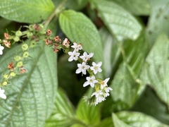 Heliotropium angiospermum