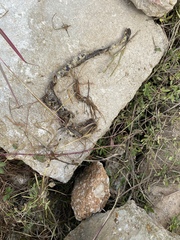 Lampropeltis holbrooki