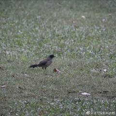 Pterorhinus perspicillatus