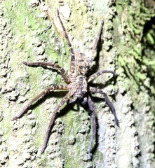Heteropoda jugulans