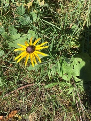 Rudbeckia hirta