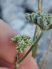 Cyathoselinum tomentosum