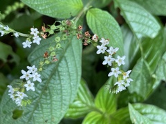 Heliotropium angiospermum