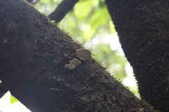 Microporus