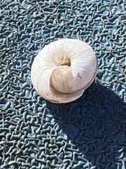 Oreohelix
