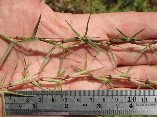 Paspalum vaginatum