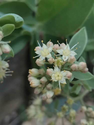 Hylotelephium maximum, photograph 2