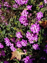 Lantana montevidensis