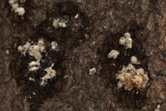 Arcyria obvelata