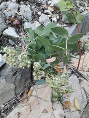 Hylotelephium maximum, photograph Ljaž, CC BY, iNaturalist via GBIF