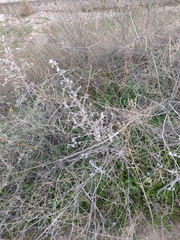 Echium vulgare
