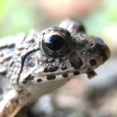 Fejervarya kawamurai