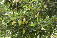 Lonchocarpus sumiderensis