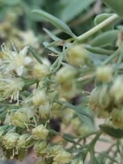 Hylotelephium maximum, photograph Ljaž, CC BY, iNaturalist via GBIF