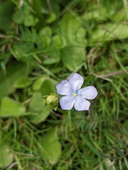 Linum bienne