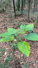 Clerodendrum trichotomum