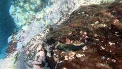 Ophioblennius atlanticus