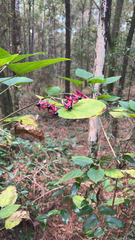 Clerodendrum trichotomum